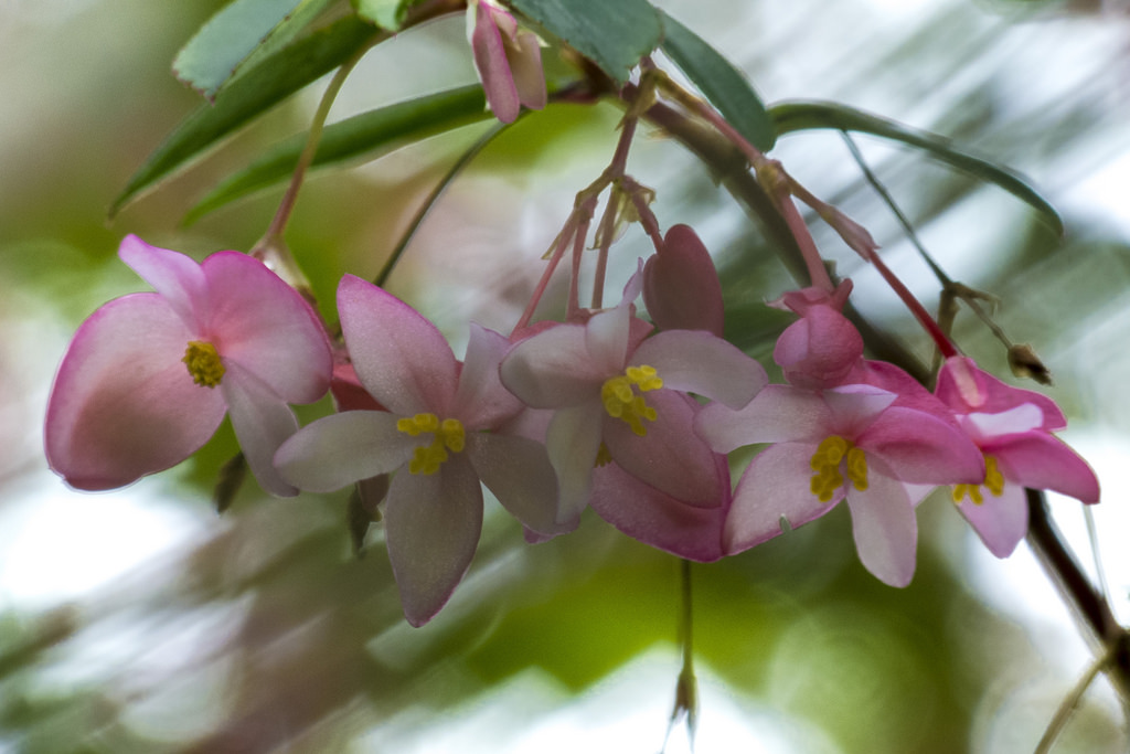 B. fuchsioides var. miniata